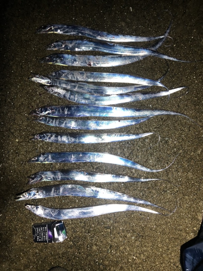 大阪府のフロートアジングでアジ釣果