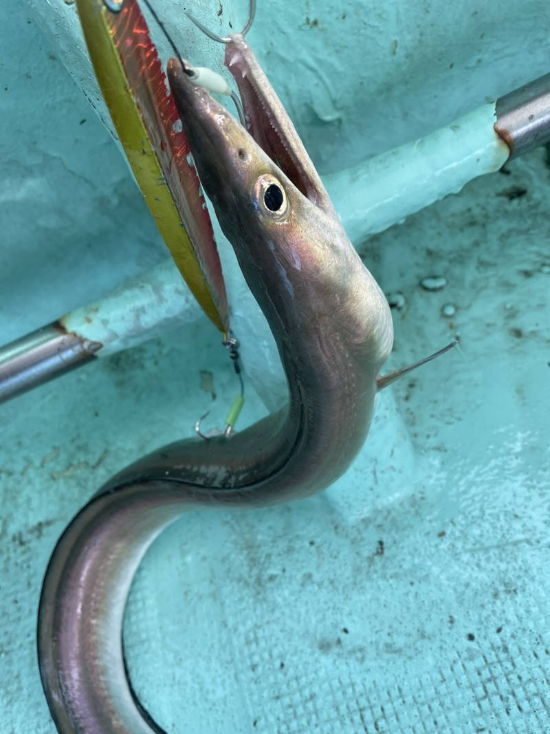 兵庫県耕栄丸の船釣りでタチウオ・ ハモ・ハマチ釣果