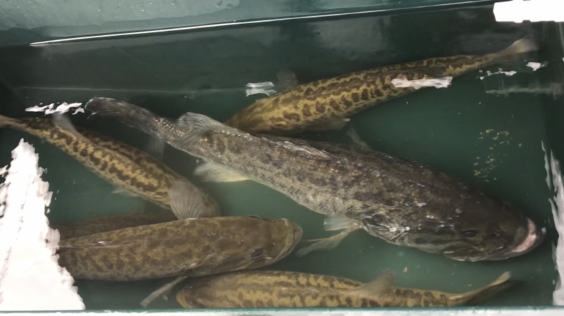 奈良県の七色ダムでブラックバス釣果