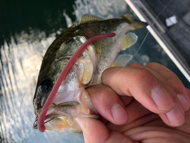 奈良県Y企画の池原ダムでブラックバス釣果