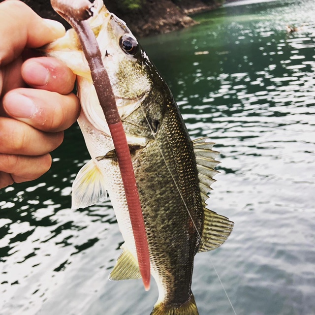 奈良県Y企画の池原ダムでブラックバス釣果