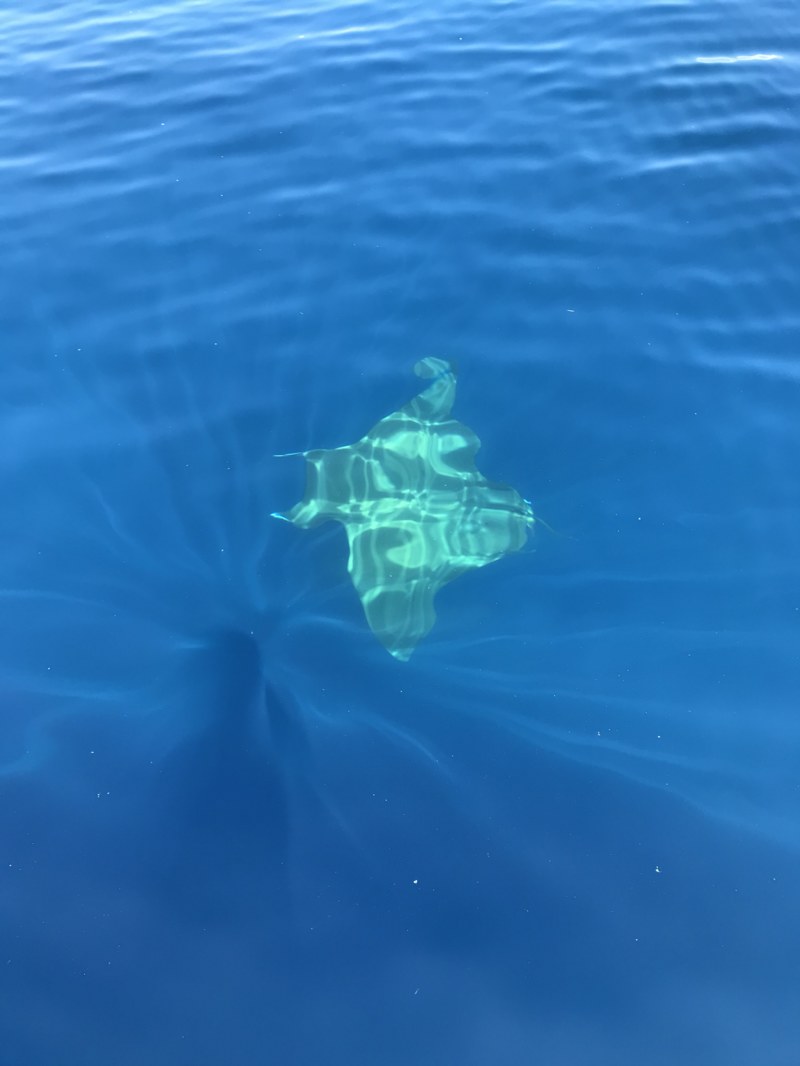 三重県志摩テンヤ丸の船釣りでシイラ釣果