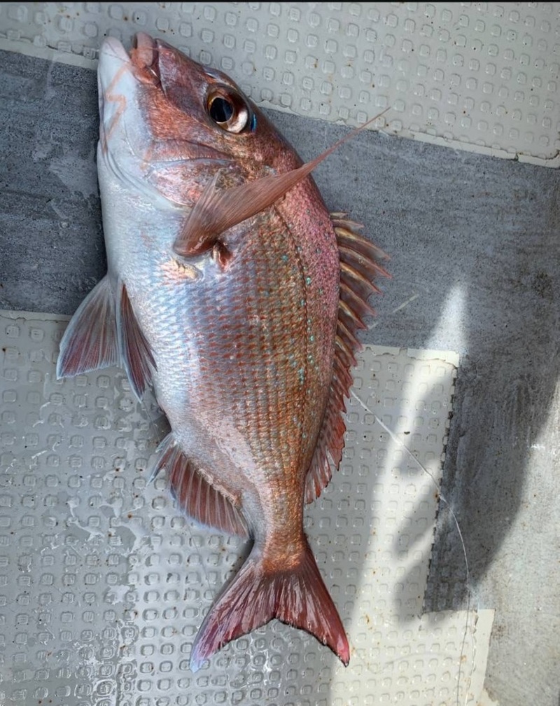 兵庫県釣り船北迫の船釣りで鯛釣果