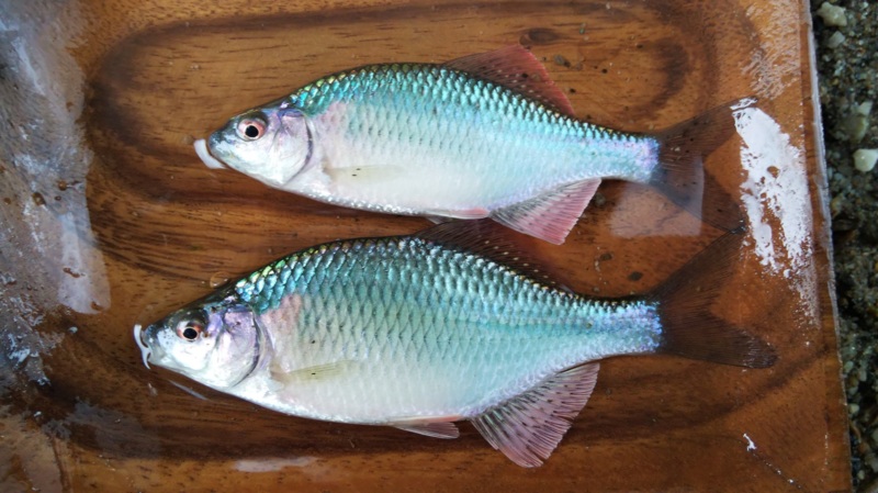 大阪府淀川本流のウキ釣りでタナゴ釣果