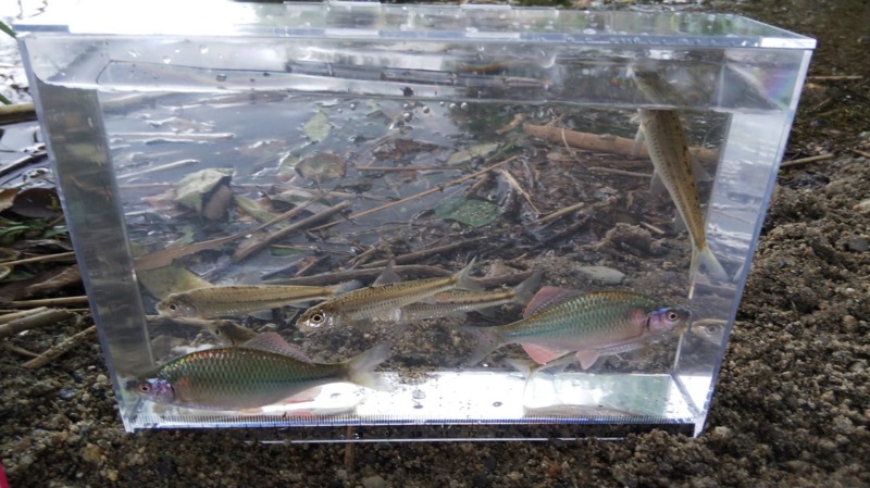 大阪府淀川本流のウキ釣りでタナゴ釣果