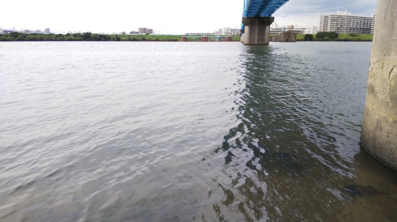 大阪府淀川本流のウキ釣りでタナゴ釣果