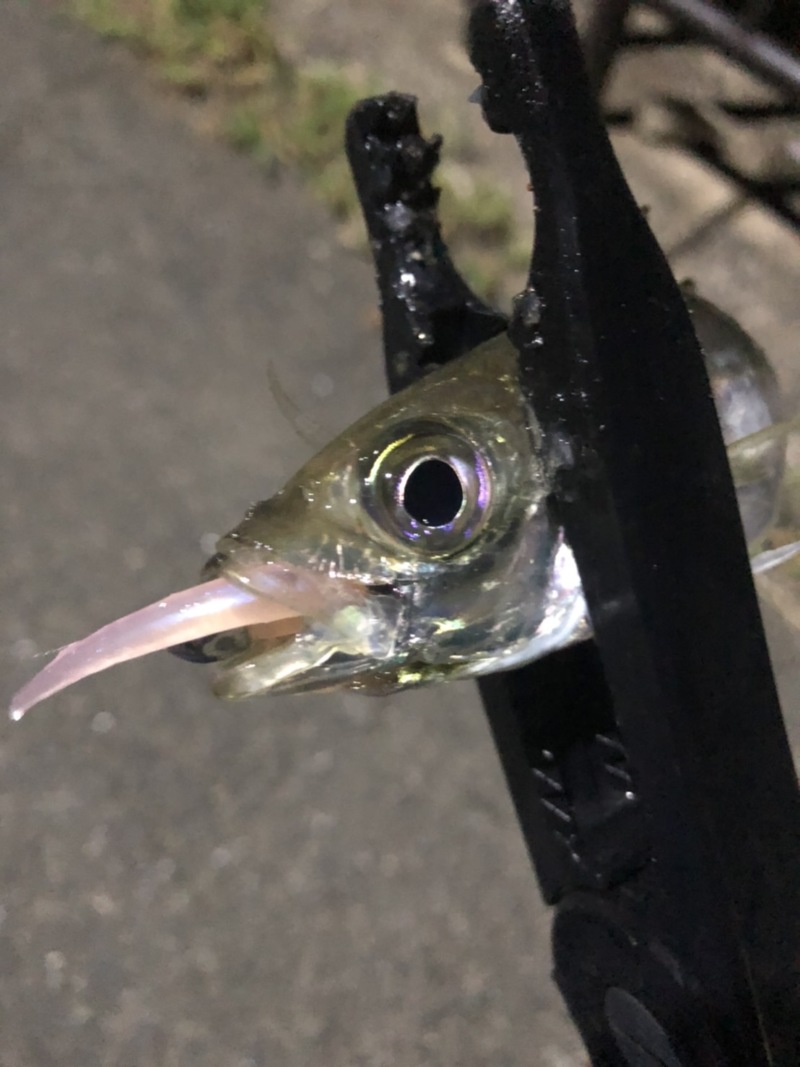 京都府日本海のアジングでアジ・サバ釣果