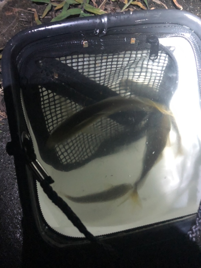 京都府日本海のアジングでアジ・サバ釣果