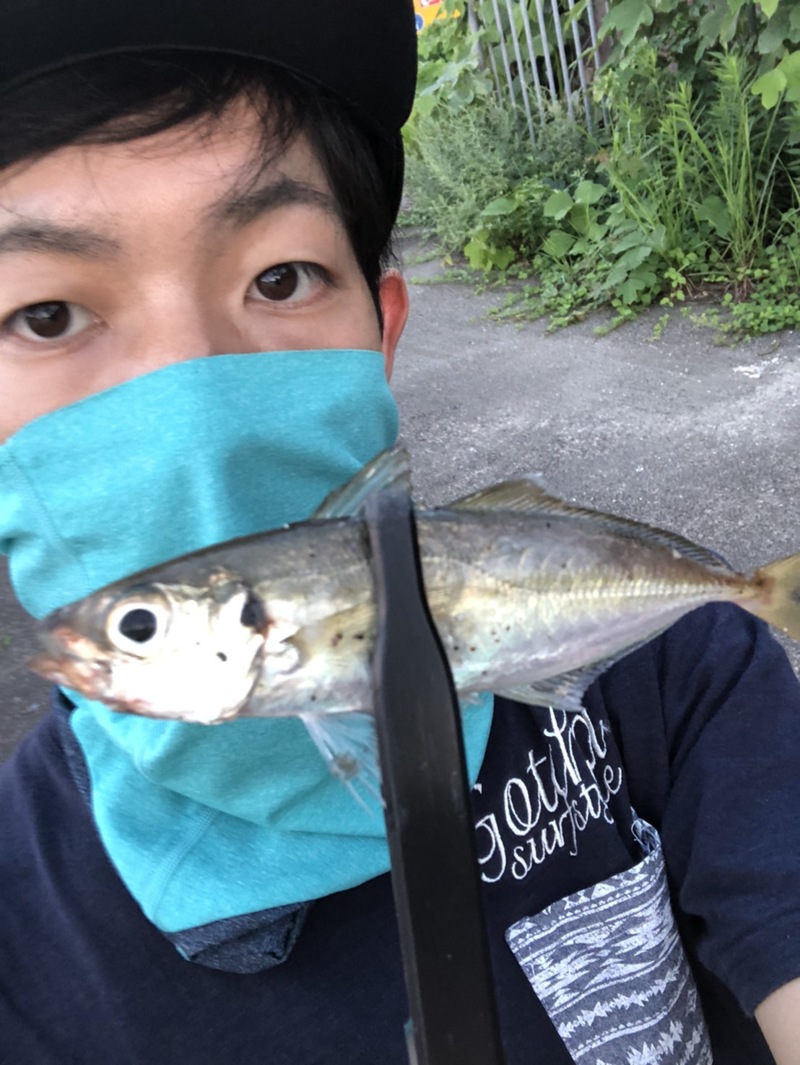 京都府日本海のアジングでアジ・サバ釣果