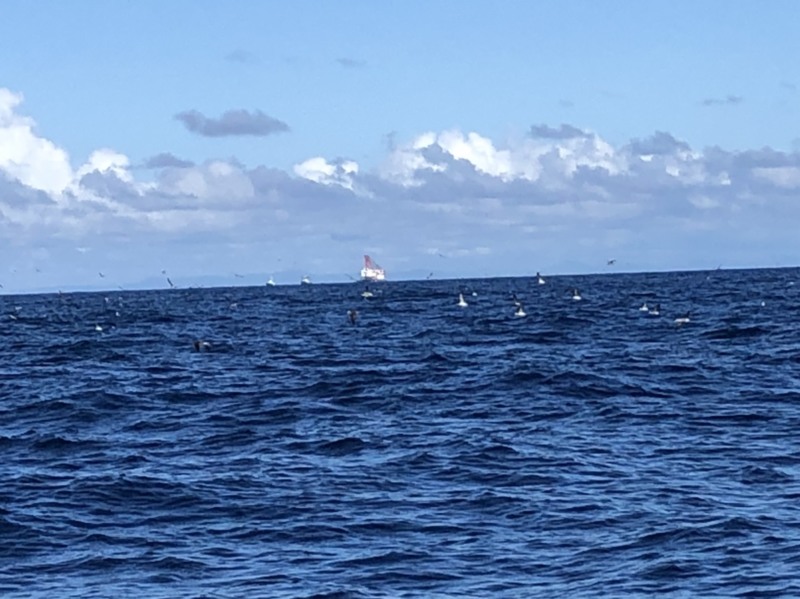 京都府舞鶴市ノースポイントの船釣りでメジロ釣果