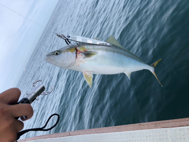 兵庫県明石市のオフショアジギングでハマチ・サワラ釣果