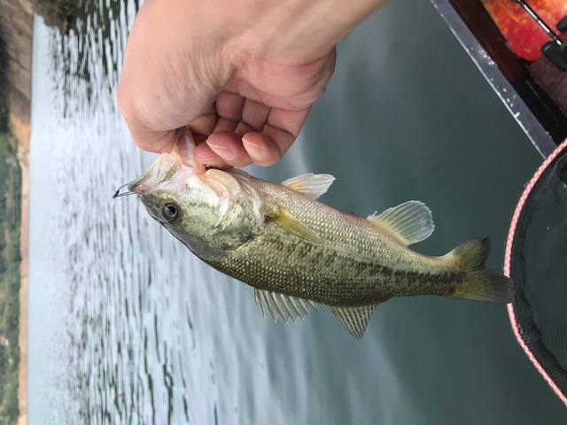 京都府の日吉ダムでブラックバス釣果