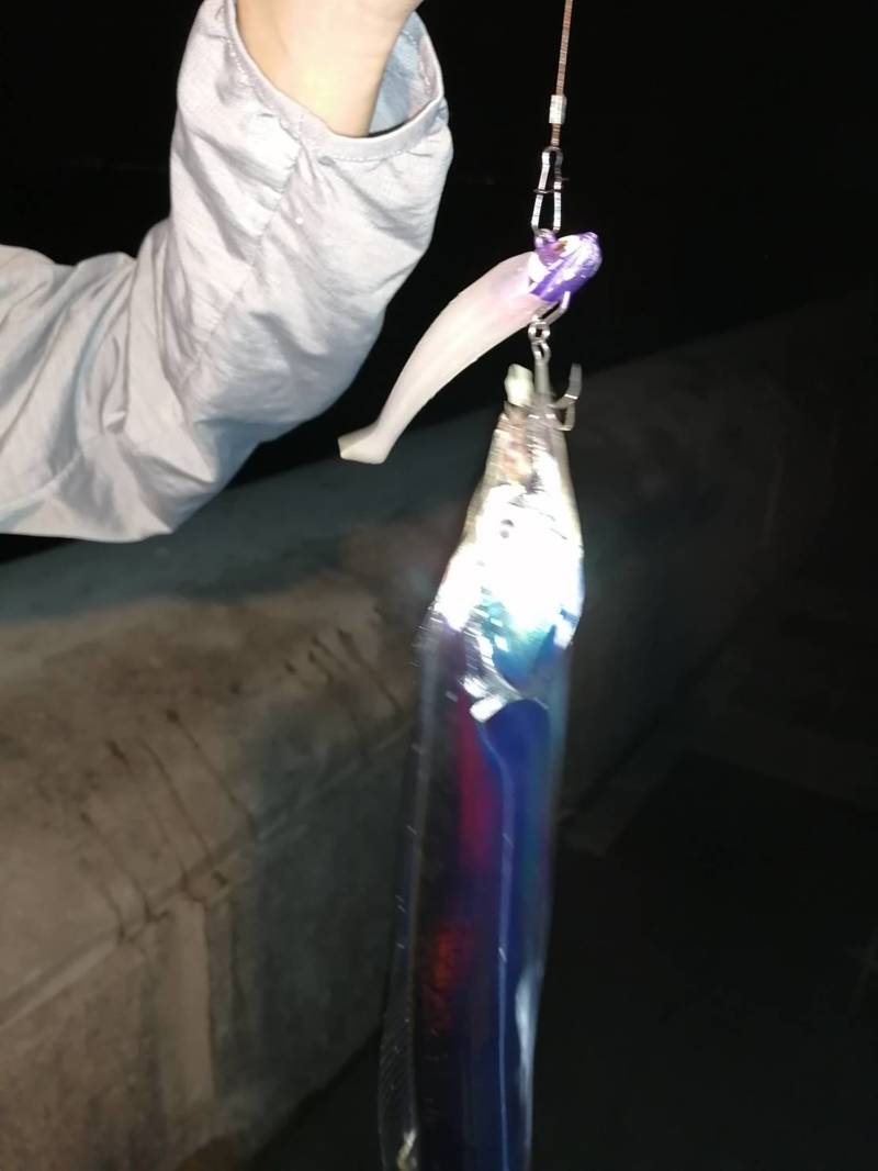 和歌山紀北のワインドでタチウオ釣果