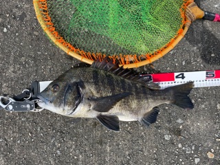 兵庫県武庫川一文字のチヌこヘチ釣りでチヌ釣果