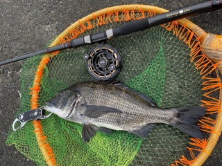 兵庫県武庫川一文字のチヌこヘチ釣りでチヌ釣果