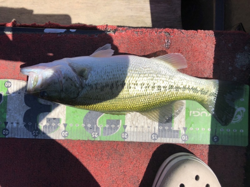 京都府南丹市の日吉ダムでブラックバス釣果