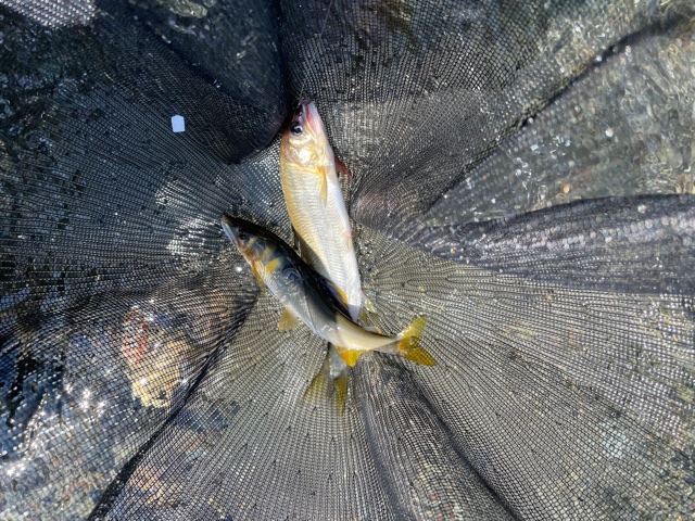 奈良県吉野郡の友釣りで鮎釣果