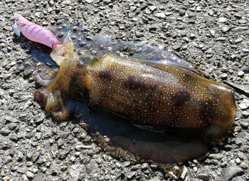 和歌山県紀北のワインド、エギングでタチウオ・アオリイカ釣果