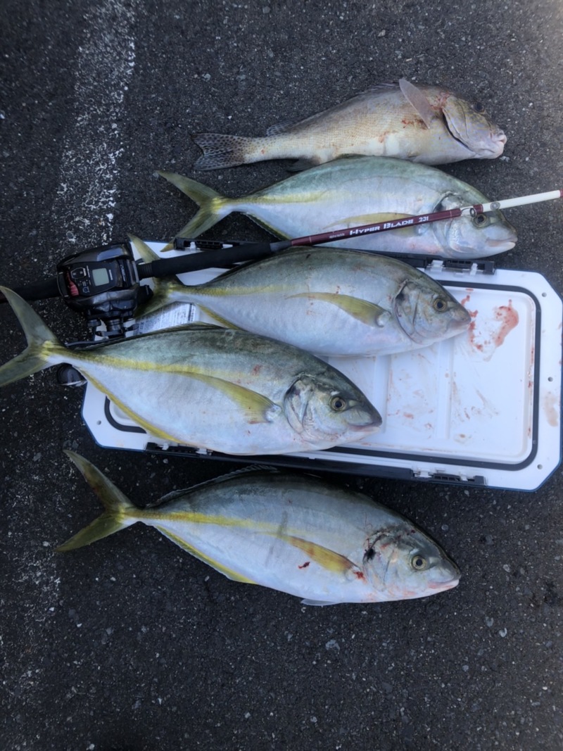 和歌山県見老津天昇丸の船釣りでシマアジ釣果