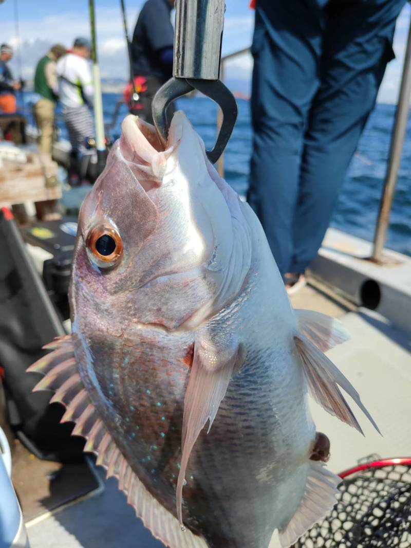 兵庫県海峡サービス虎ノ介の船釣りでマダイ・コチ釣果