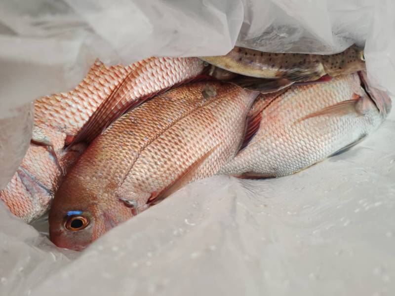兵庫県海峡サービス虎ノ介の船釣りでマダイ・コチ釣果