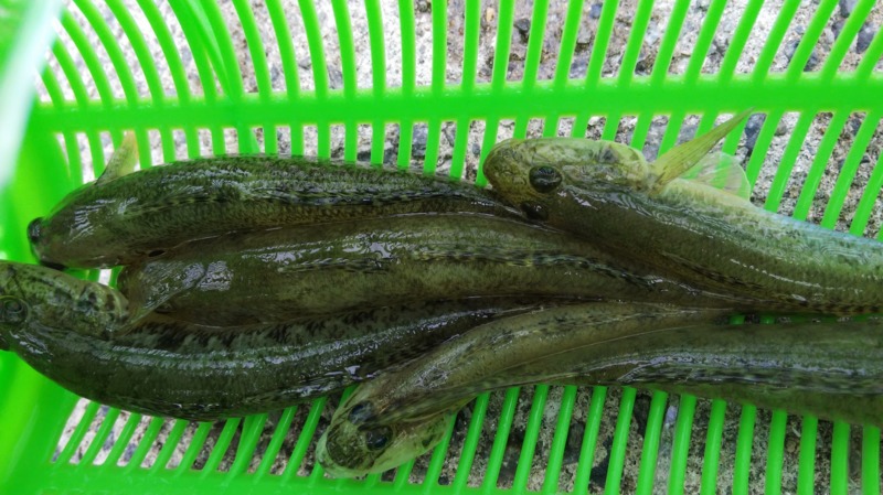 大阪府淀川のミャク釣りでハゼ釣果