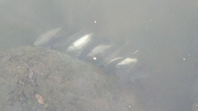 大阪府淀川のミャク釣りでハゼ釣果