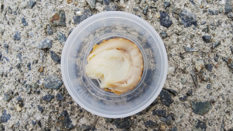 大阪府淀川のミャク釣りでハゼ釣果