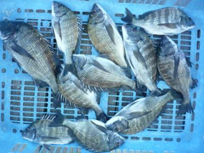 京都府京丹後市の筏釣りでチヌ釣果