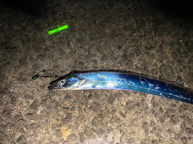 和歌山紀北の波止でタチウオ釣果