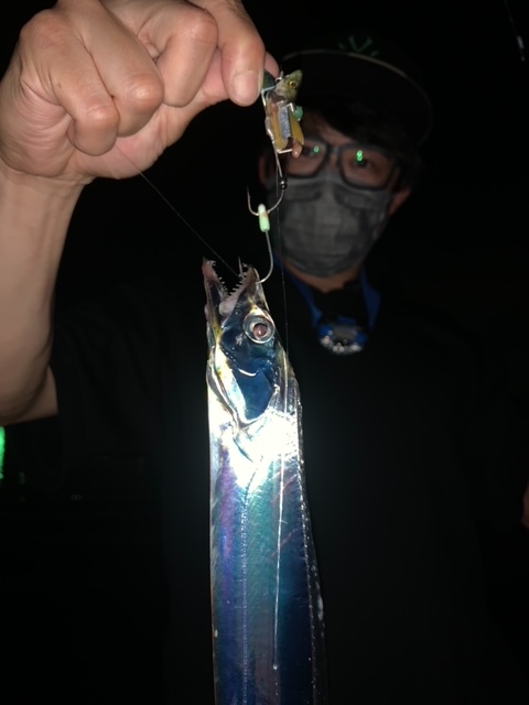 和歌山紀北の波止でタチウオ釣果