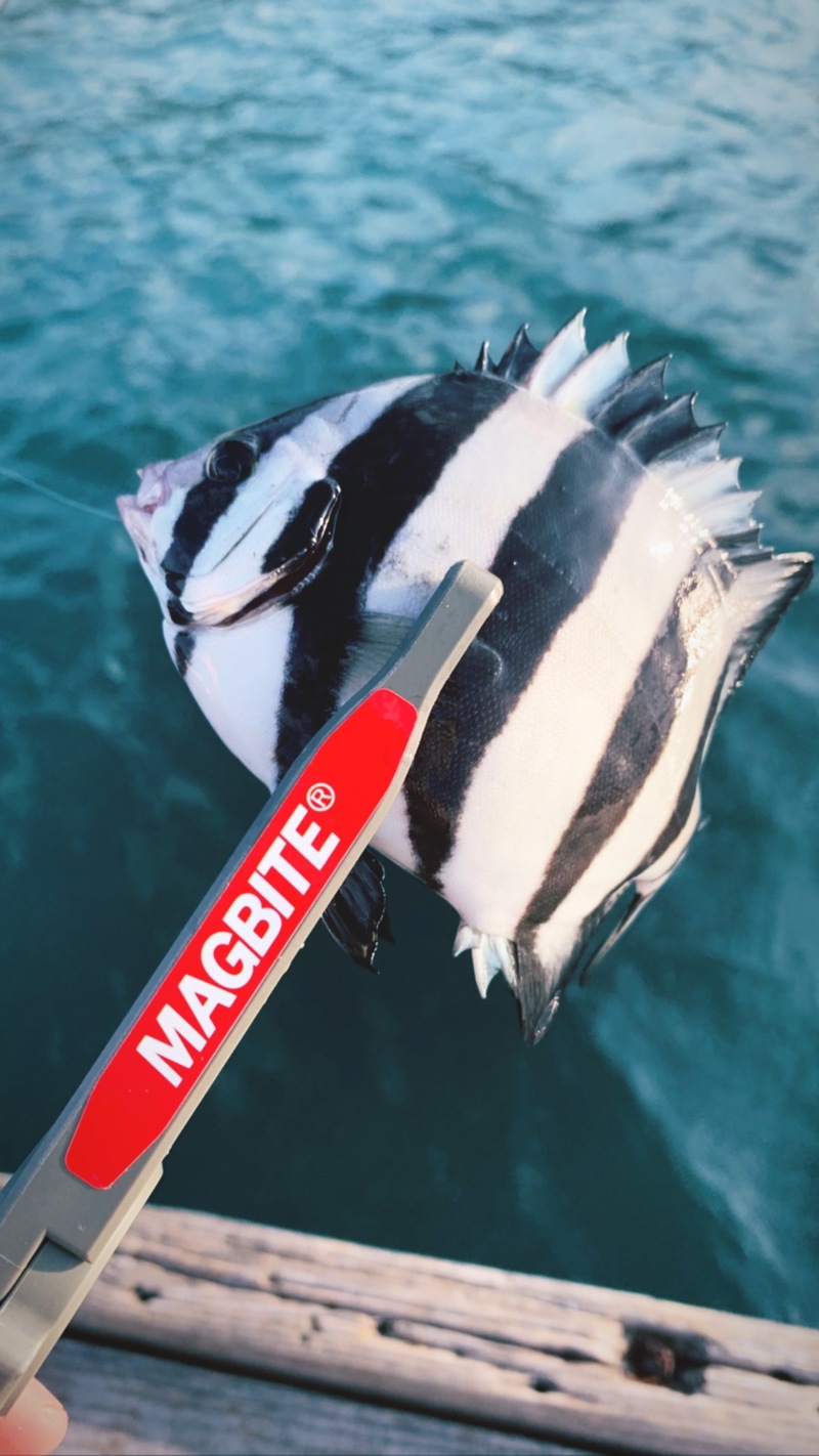 福井県小浜はとう渡船の船釣りでサゴシ・タチウオ釣果