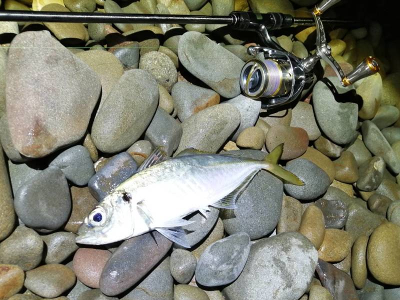 大阪府泉南市の船釣りでアジ釣果