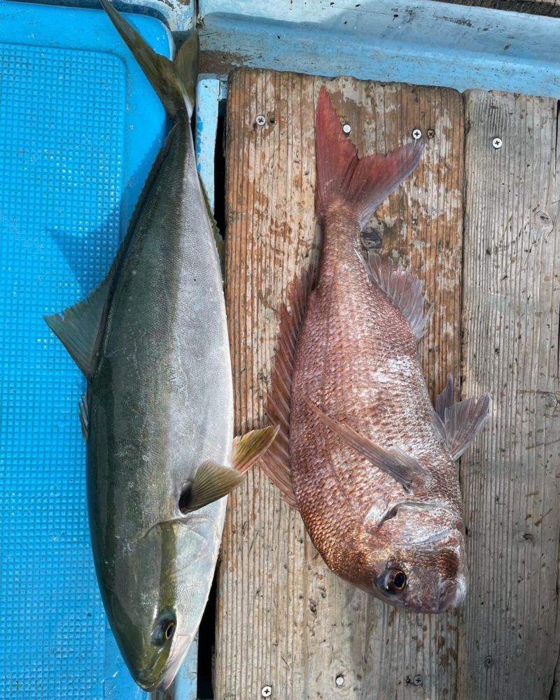 鳴門海峡戎丸の船釣りでメジロ・真鯛・サメ釣果