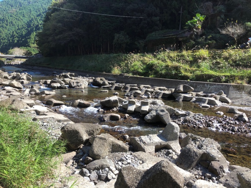 和歌山県有田郡の有田川で鮎釣果