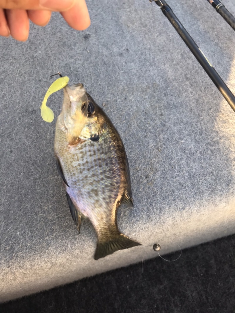 兵庫県川西市の一庫ダムでバス釣果