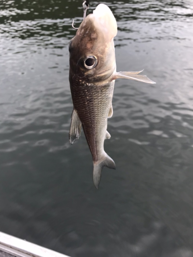 兵庫県川西市の一庫ダムでバス釣果