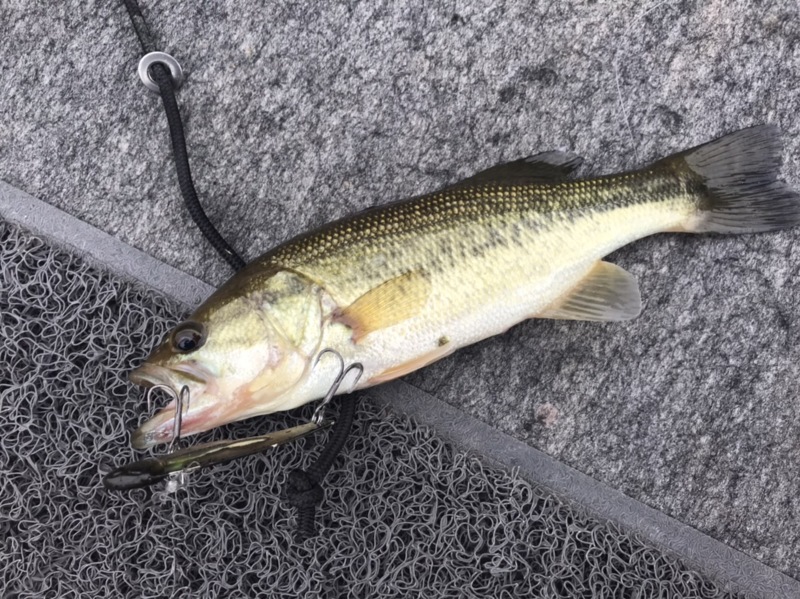 兵庫県川西市の一庫ダムでバス釣果