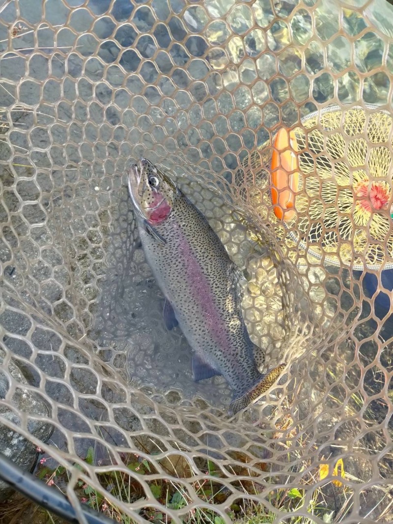 長野県のフィッシングランド・鹿島槍ガーデンでニジマス釣果