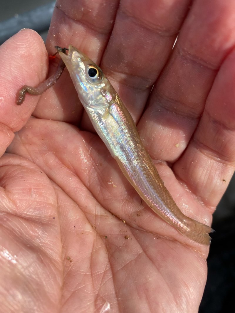 福井県小浜市 如渡船の船釣りでキス釣果