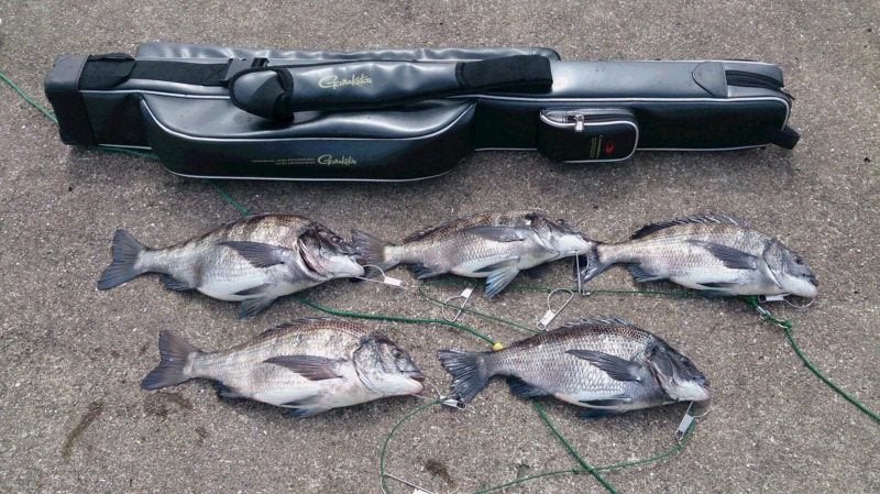 「兵庫県尼崎市」フェニックス埋立地|フカセでチヌ7匹釣果