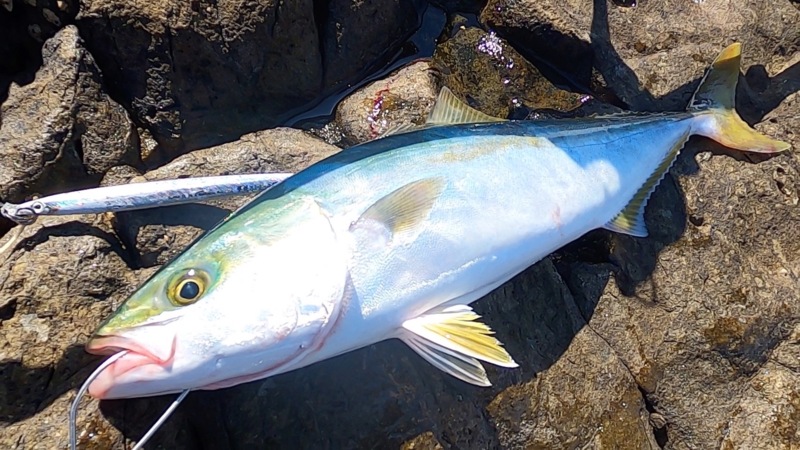 和歌山県のロックショアジギングでハマチ釣果