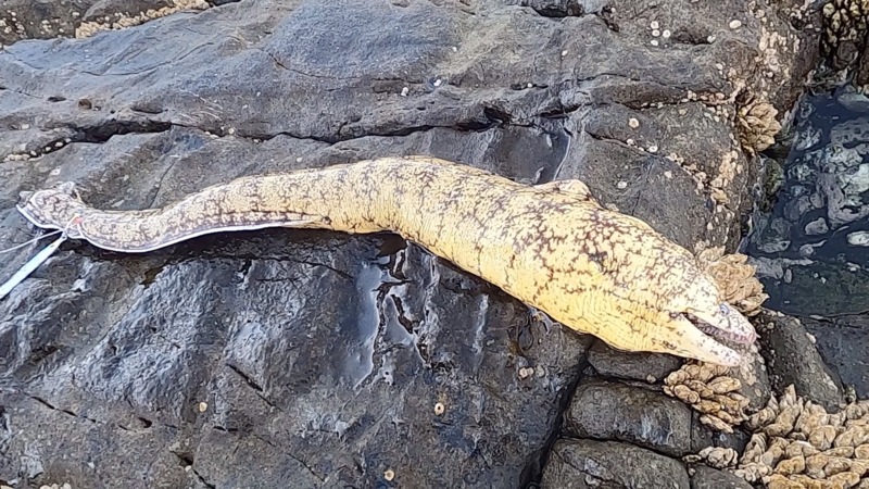 和歌山県のロックショアジギングでハマチ釣果