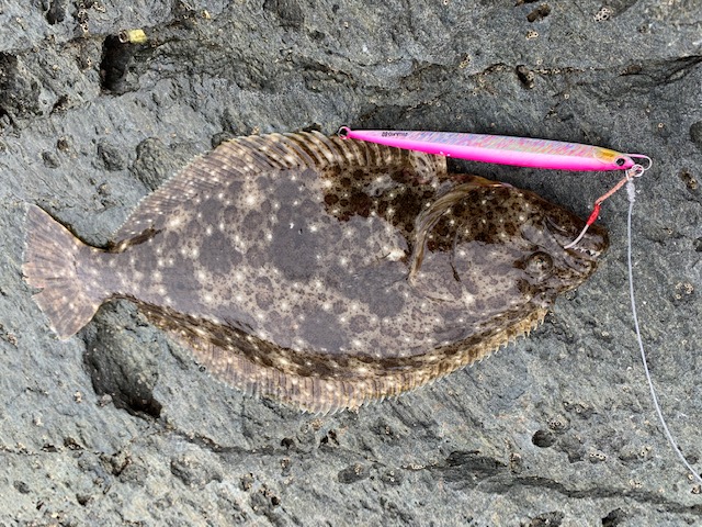 兵庫県南あわじ市沼島 川口渡船の磯釣りでメジロ・ヒラメ釣果