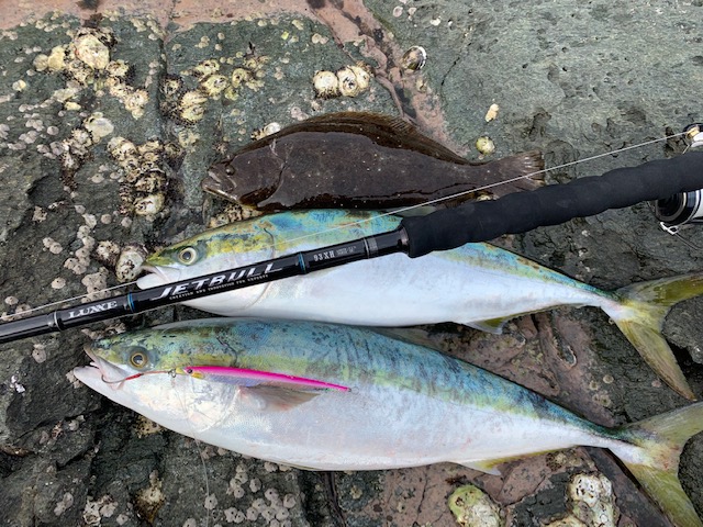 兵庫県南あわじ市沼島 川口渡船の磯釣りでメジロ・ヒラメ釣果