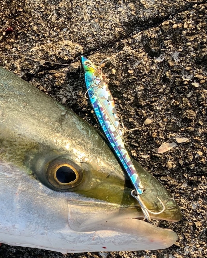 兵庫県西宮市 西野渡船の船釣りでハマチ釣果