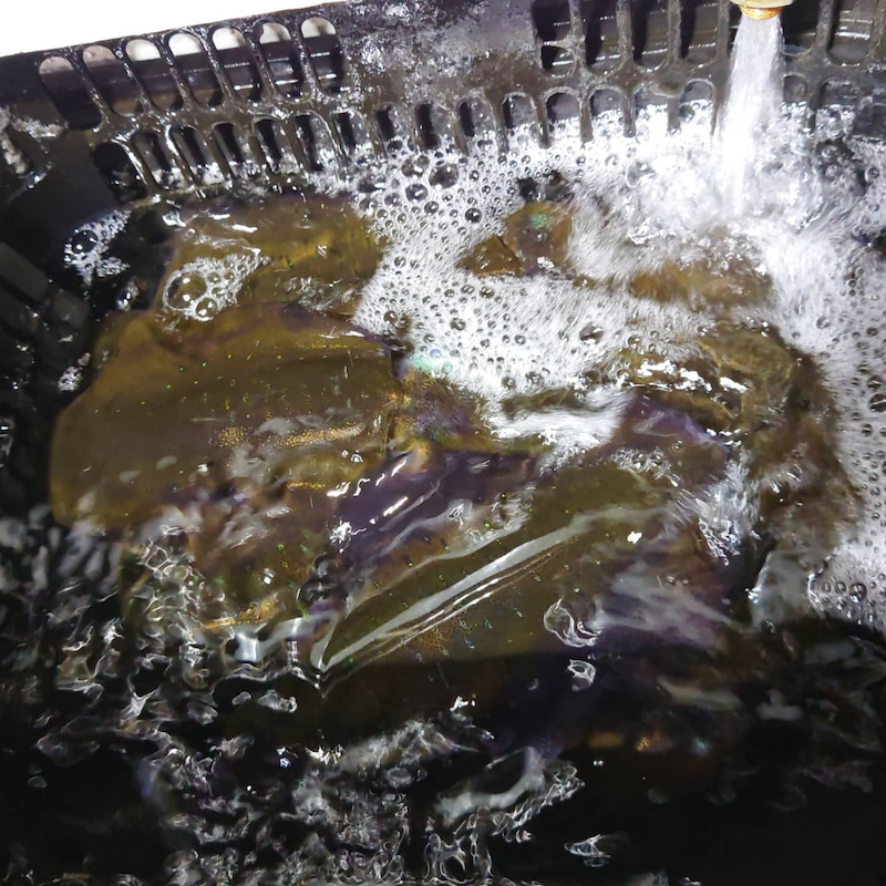 福井県若狭湾小浜 F-CLOUD雲丸の船釣りでアオリイカ釣果