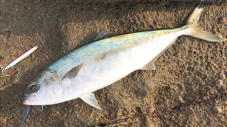 島根県隠岐島 浜吉丸のロックショアジギングでヒラマサ釣果