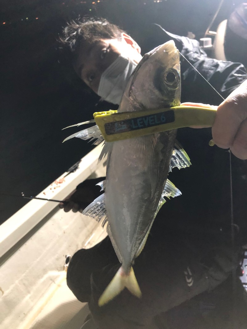 和歌山県田辺湾の船釣りでアジ・サバ・太刀魚釣果