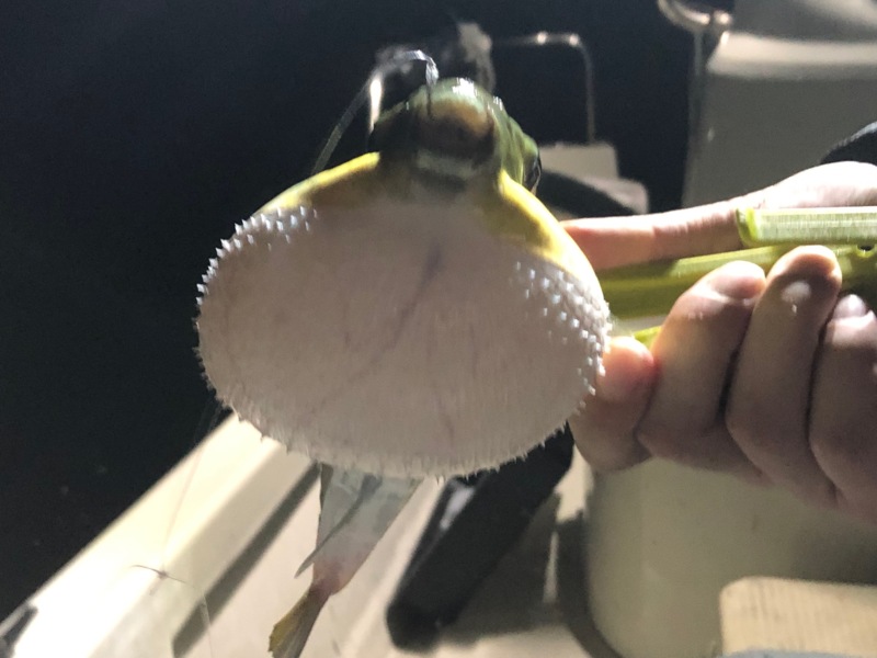 和歌山県田辺湾の船釣りでアジ・サバ・太刀魚釣果